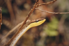 Oxybelis potosiensis