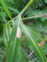 Eilema griseola