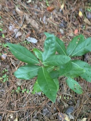 Persea palustris