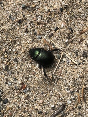 Geotrupes splendidus