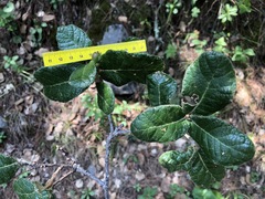 Quercus greggii
