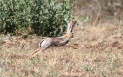 Lepus victoriae
