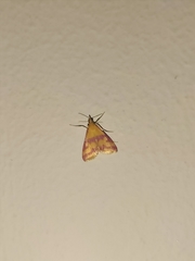 Pyrausta sanguinalis