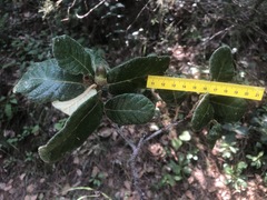 Quercus greggii