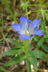 Gentiana affinis
