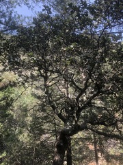 Quercus greggii