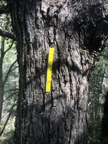Mexican Oak