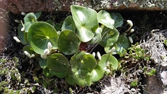 Peperomia monticola