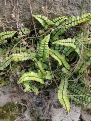 Asplenium trichomanes