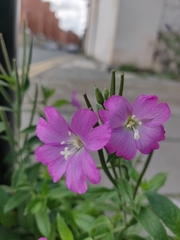 Epilobium hirsutum