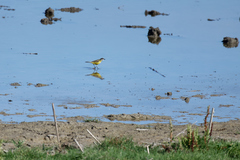 Motacilla flava iberiae