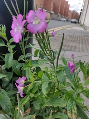 Epilobium hirsutum