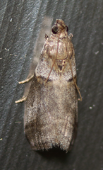 Acrobasis caliginella