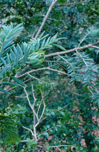 Artichoke Gall-midge