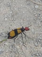 Tegrodera latecincta