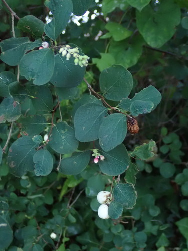 Symphoricarpos albus