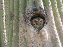 Micrathene whitneyi