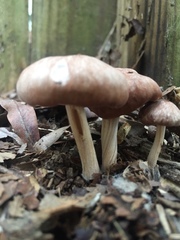 Collybiopsis luxurians