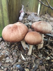 Collybiopsis luxurians