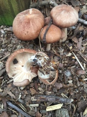 Collybiopsis luxurians