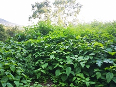 Urtica platyphylla