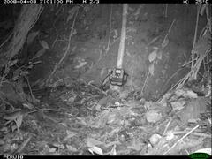Brown Four-Eyed Opossum photo 4