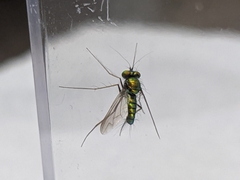 Condylostylus comatus