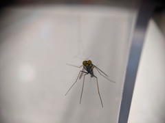 Condylostylus comatus