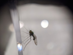 Condylostylus comatus