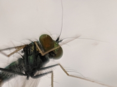 Condylostylus comatus