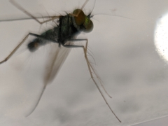 Condylostylus comatus