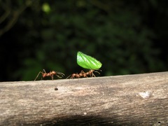 Atta cephalotes