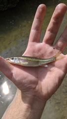 Clinostomus elongatus