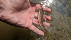 Clinostomus elongatus