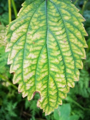 Urtica platyphylla