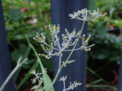 Anthriscus sylvestris