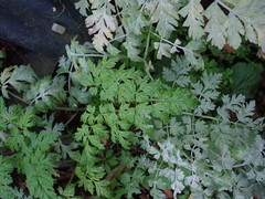 Anthriscus sylvestris