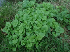 Alliaria petiolata