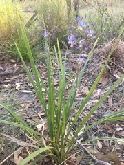 Dianella nervosa