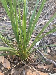 Dianella nervosa