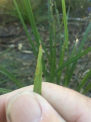 Dianella nervosa