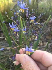 Dianella nervosa