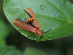 Lycostomus placidus