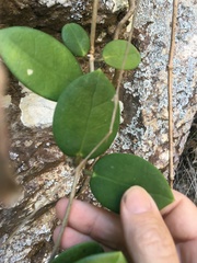 Hoya australis australis