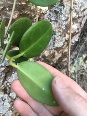 Hoya australis australis