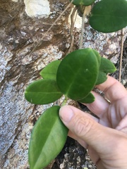 Hoya australis australis