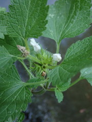 Lamium album