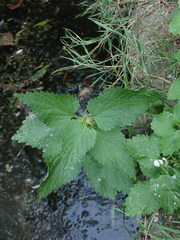 Lamium album