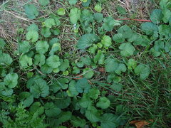 Viola odorata