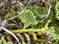 Diphasiastrum alpinum